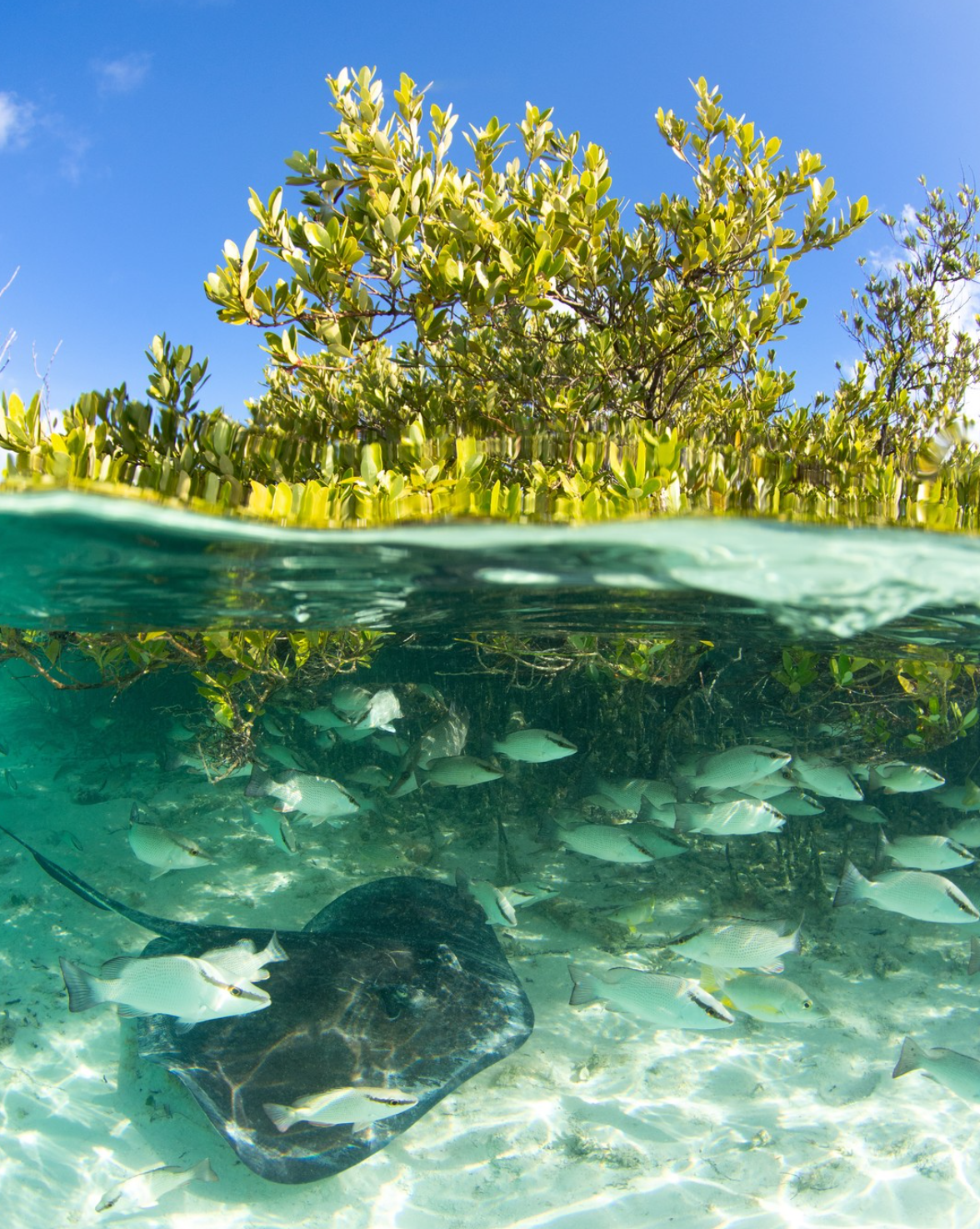 Bahamas Mangroves