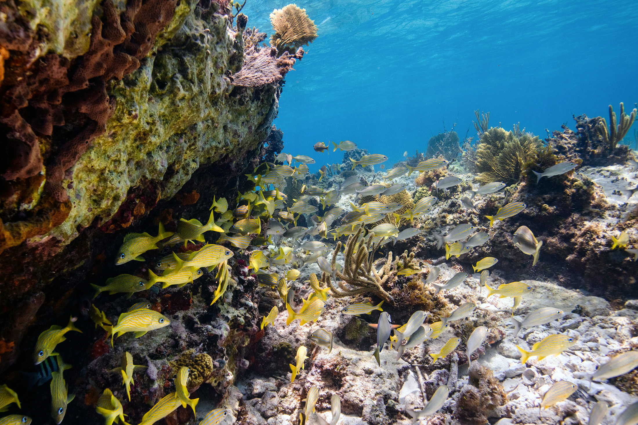 Eleuthera Bahamas Reef fish