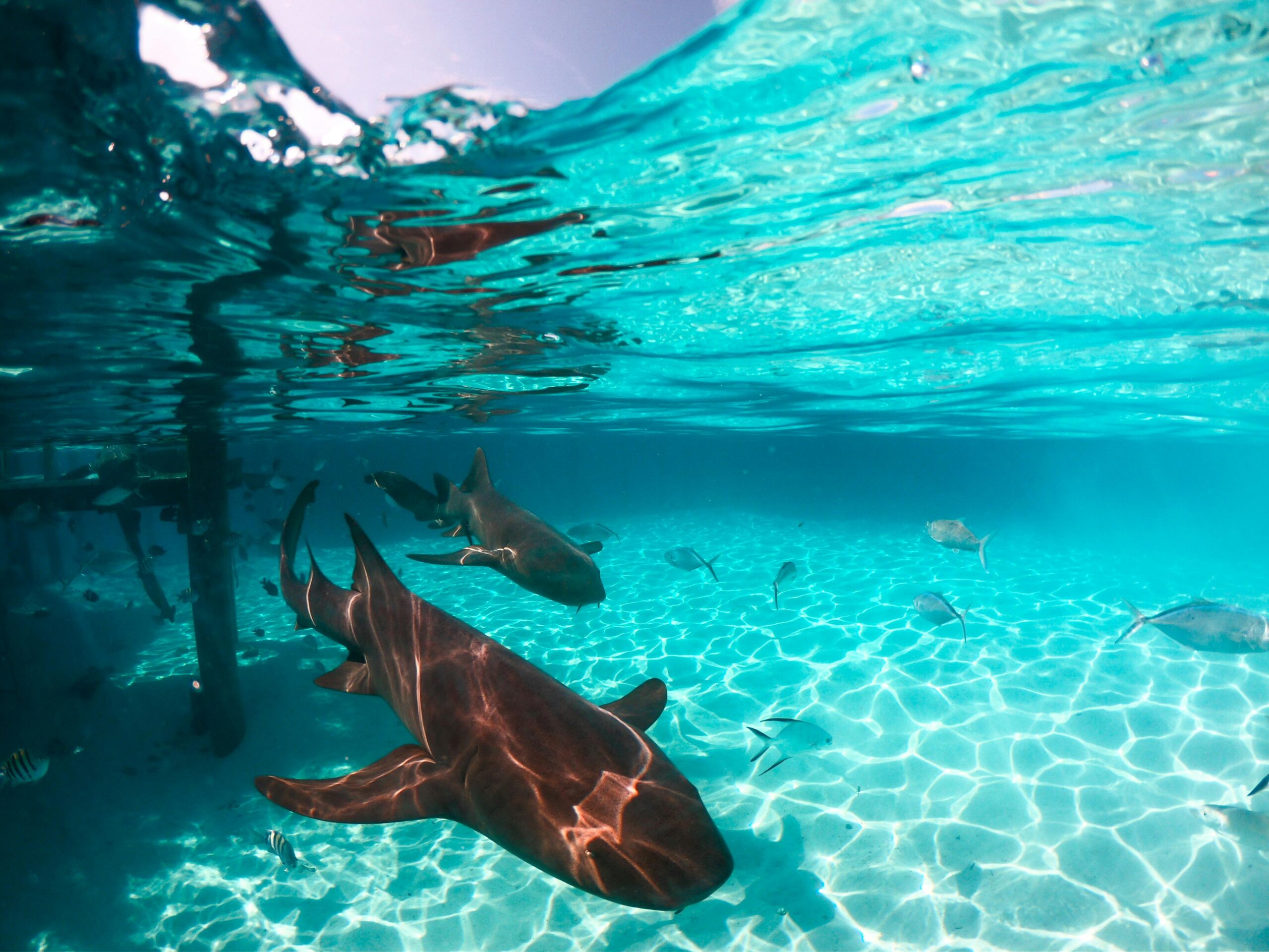 Nurse Sharks Bahamas