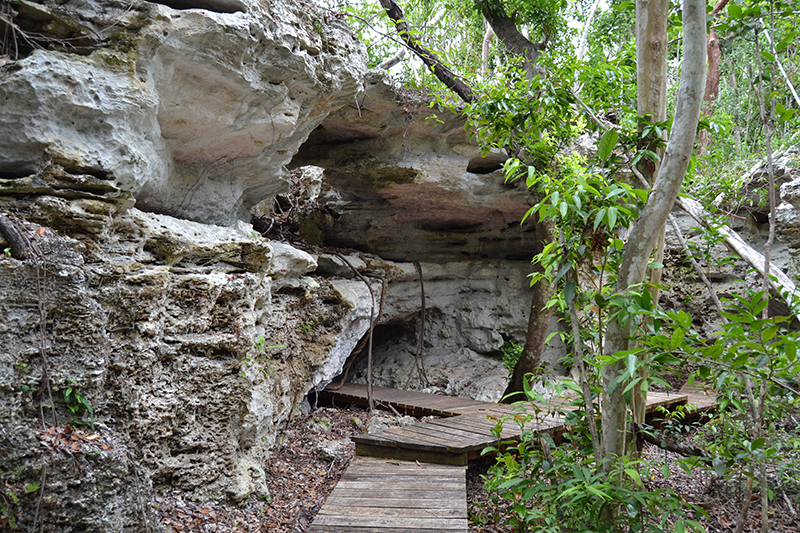 Primeval Forest Bahamas