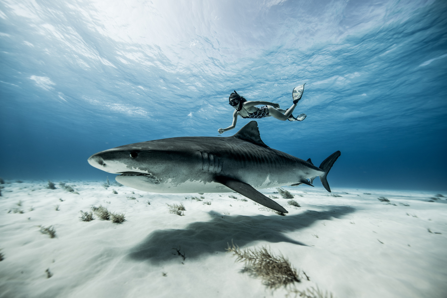 Tiger Shark Dive Bahamas