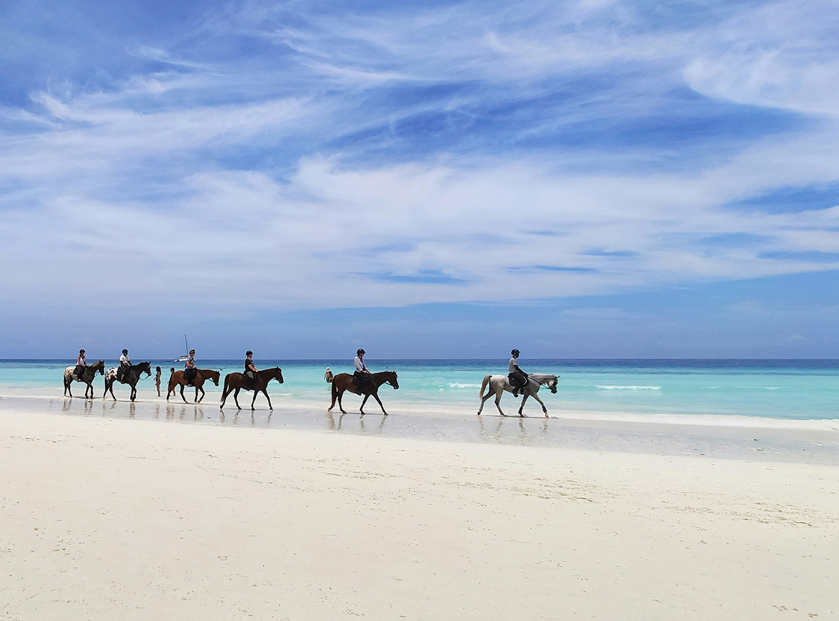 Turks and Caicos Horses on Beach