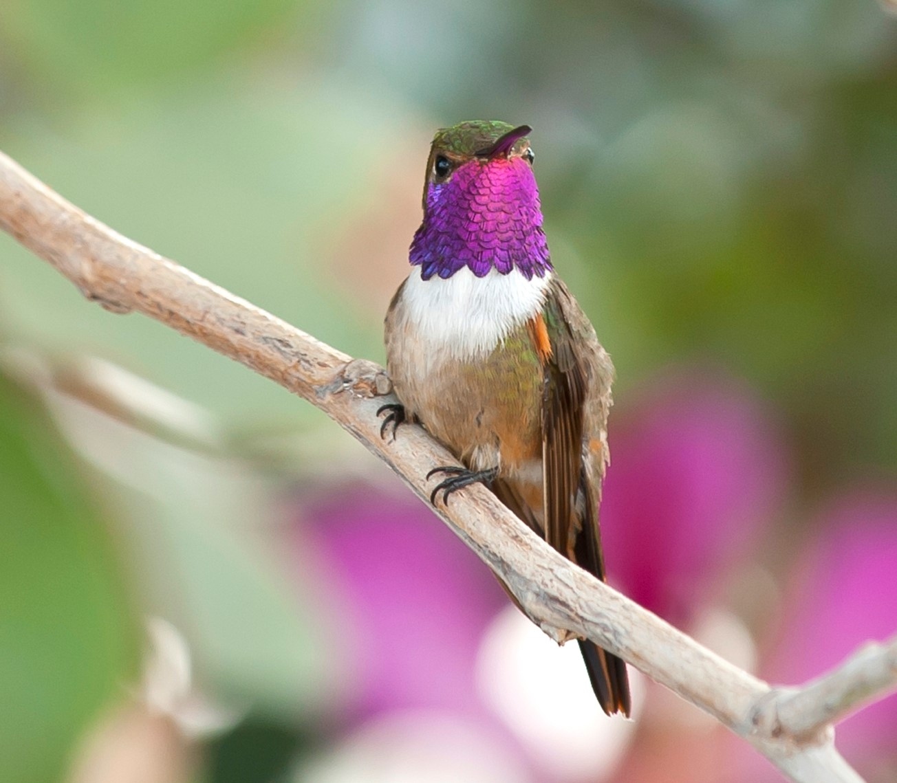 Bahamas Birds