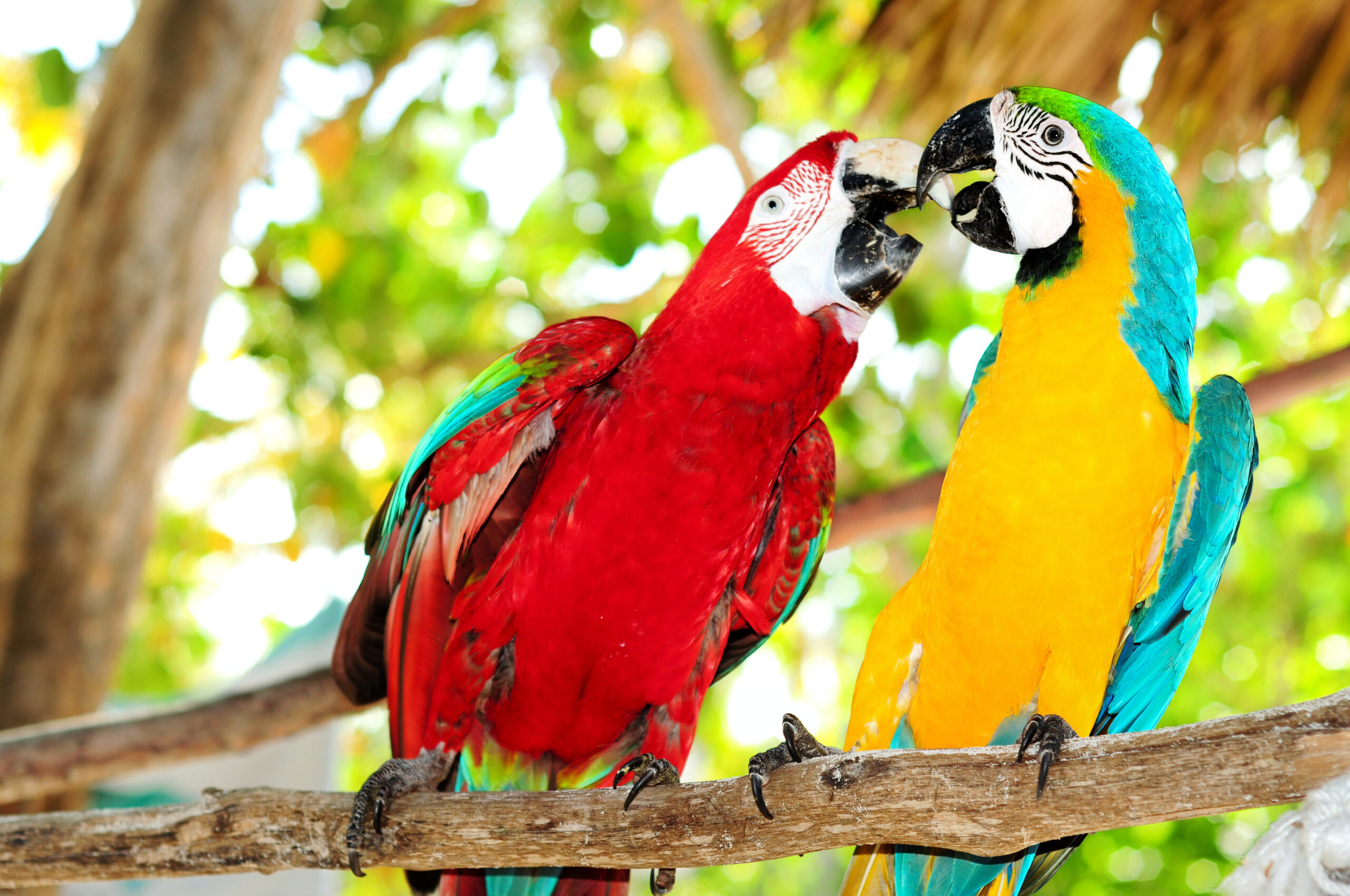 Caribbean Maccaws