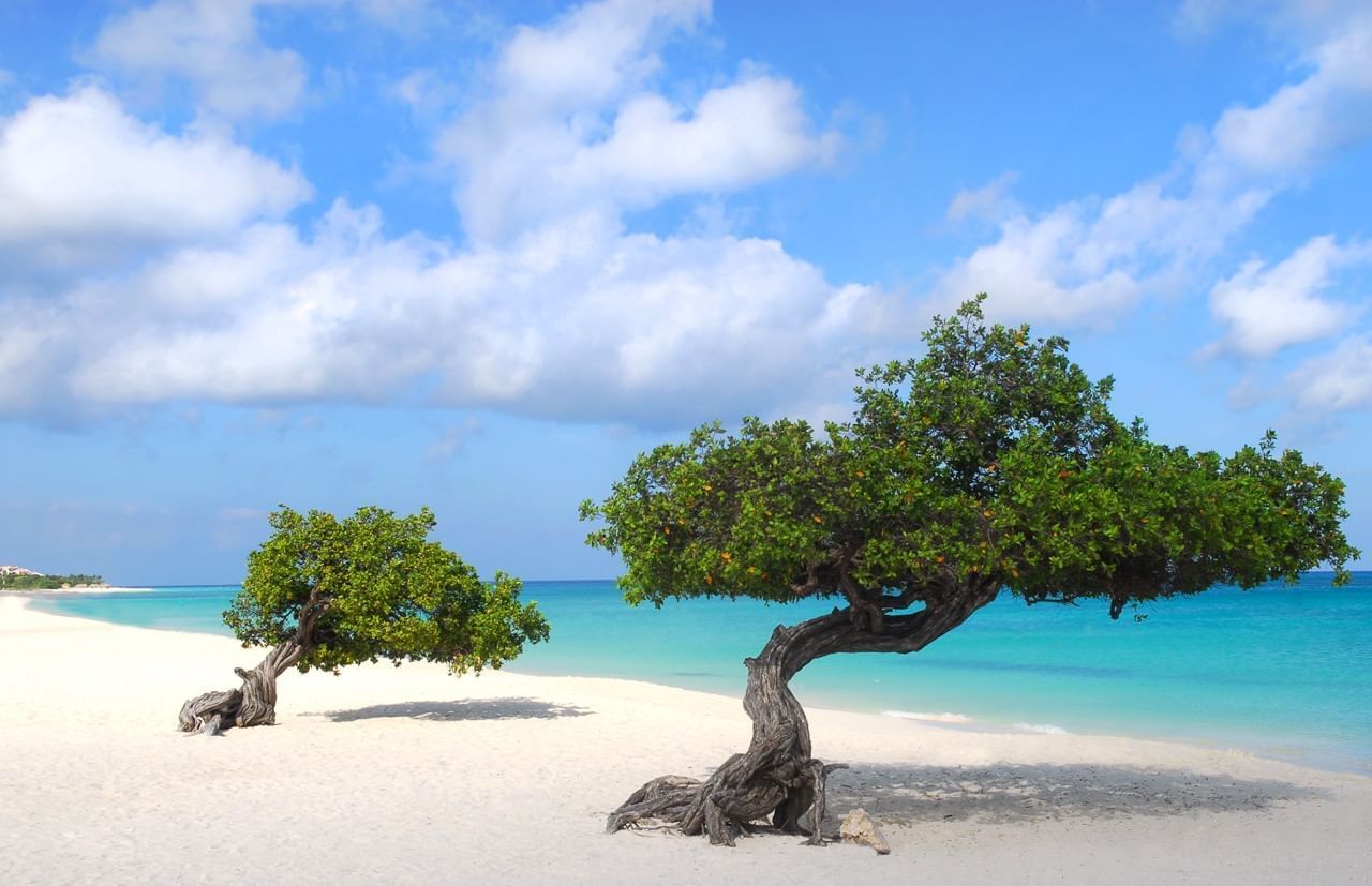 eagle beach aruba